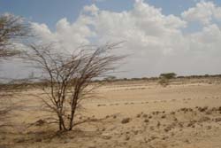 Dry land everywhere during the drought